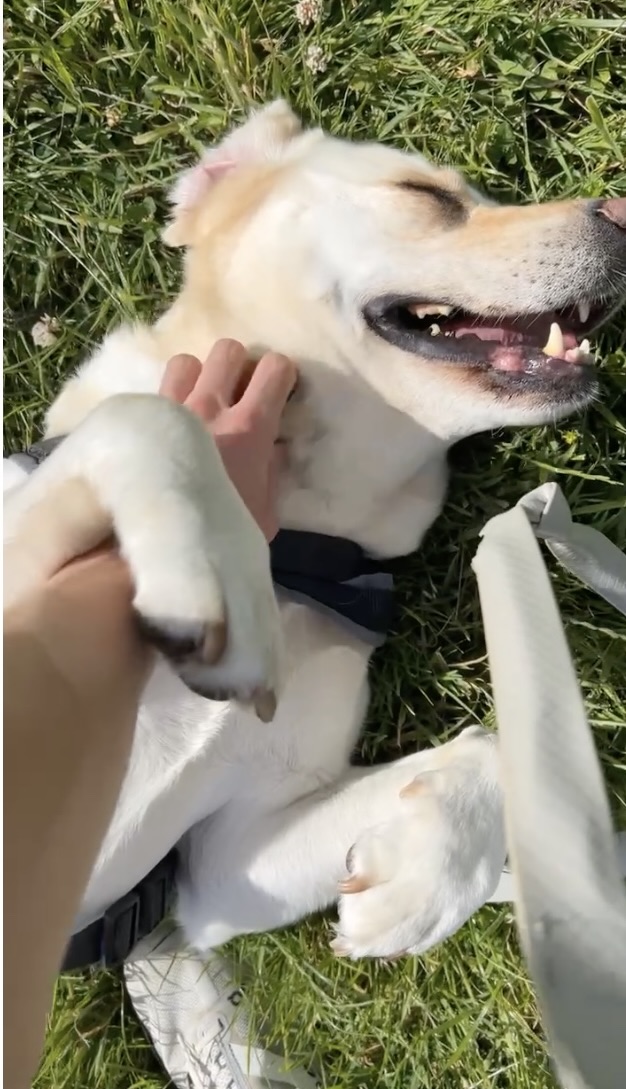 Millie the Golden Retriever enjoying a belly rub in the grass